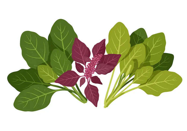 Amaranth Leaves and Their Health Benefits